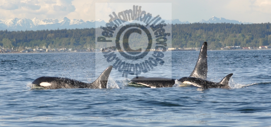 Lifeforce Public Comments Re: Boat Traffic Harrassment Of Orcas