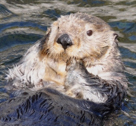 Help Stop The Sea Otter Slaughter