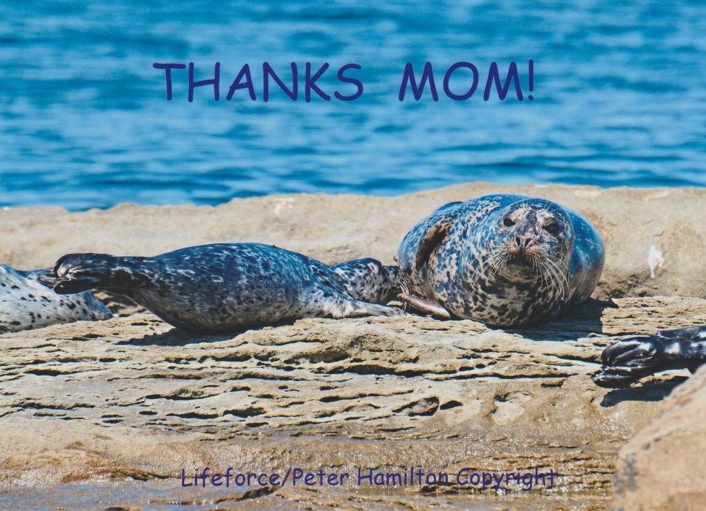 Thank You To All Moms!