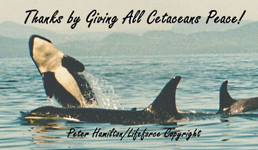 Thanks By Giving All Cetaceans Peace!