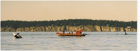 June 2009: Orca Awareness Month