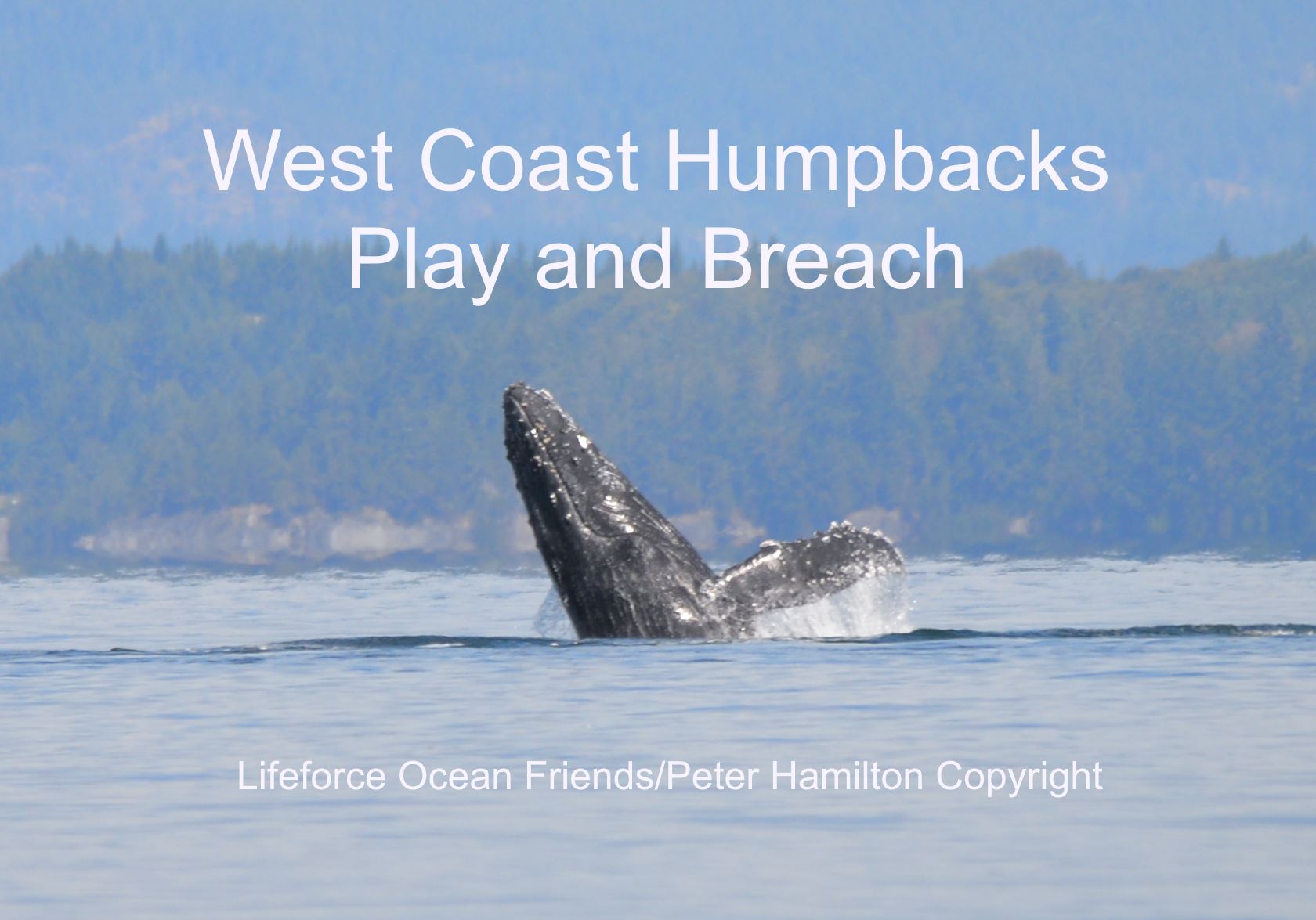West Coast Humpbacks Play And Breach!
