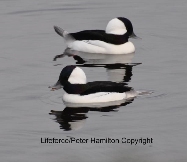 Shore And Sea Birds Part 1