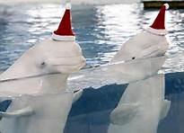 Emails Needed To Strengthen Vancouver Cetacean Bylaw!