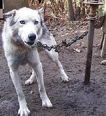 Snow Sledding Not Dog Sledding! Boycott! Petition