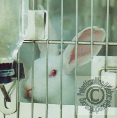 No New Animal Labs At St. Pauls Hospital