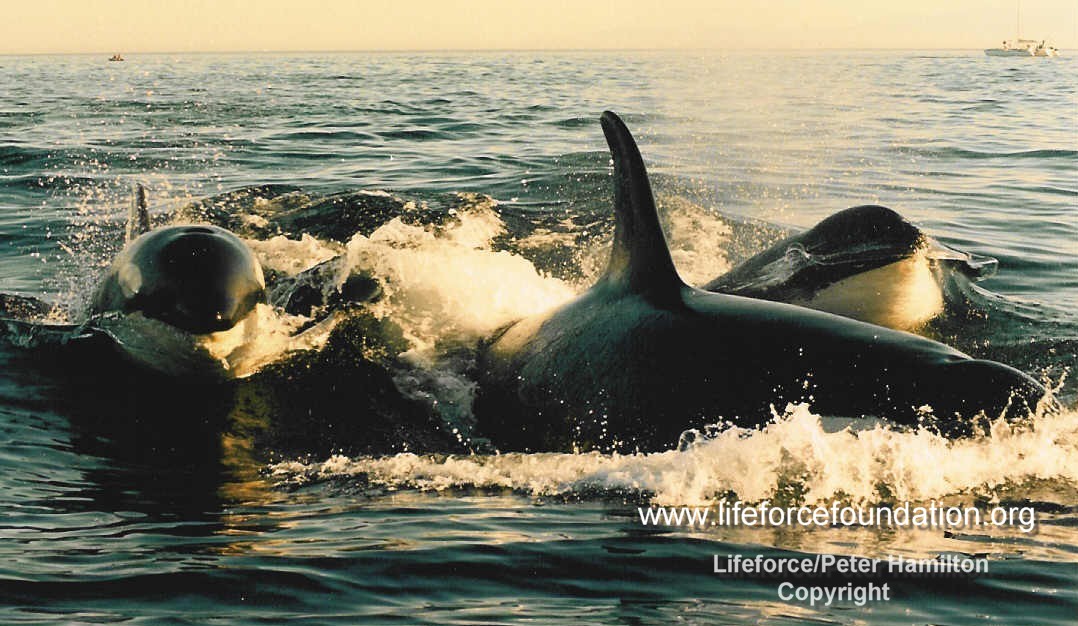 Orca And Marine Wildlife Protection